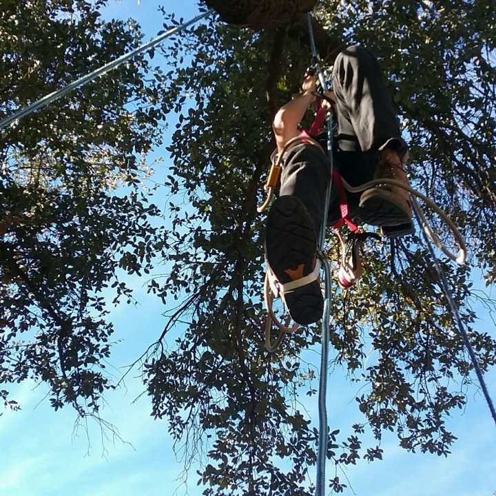 Certified arborist pruning a tree canopy in Lubbock